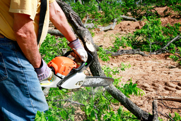 Best Tree Root Removal  in New Castle, DE